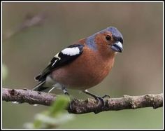 a small bird perched on top of a tree branch