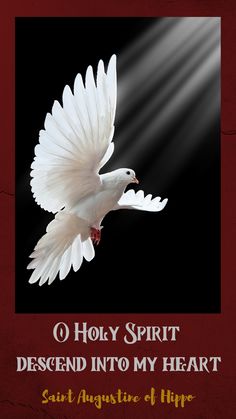 Holly Spirit, Holy Spirit Dove, Augustine Of Hippo, Dove Pictures, Dove Of Peace, Cross Jesus, Jesus Photo, Rays Of The Sun