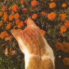 an orange and white cat sitting in front of some flowers on the ground looking up