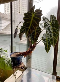 a houseplant in a pot on a window sill next to a plant