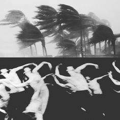 black and white photograph of trees blowing in the wind