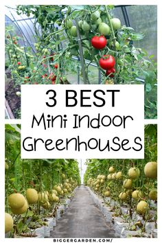 Discover the Best Indoor Greenhouse setups with advice on Decorating A Greenhouse, Small Greenhouse Shelving Ideas, and Cute Greenhouse Ideas. Includes Small Greenhouse Ideas Diy, Greenhouse Interior Design, Greenhouse Furniture, Greenhouse Layout Interiors, and Small Backyard Greenhouse tips. Cute Greenhouse Ideas