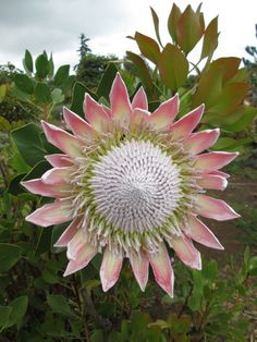 a pink and white flower is in the middle of some green leaves on a cloudy day