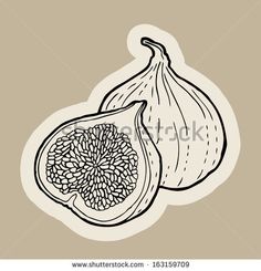 an illustration of two figs on a beige background with black outline, hand drawn