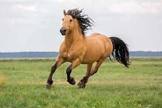 a brown horse running across a lush green field with sky in the backgroud