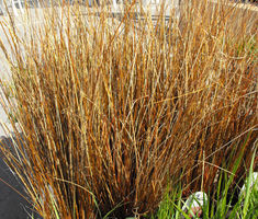 Sedge Leatherleaf Red Rooster Seeds Carex Buchananii Seeds Red Rooster, Blooming Plants, Copper Red