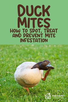 a duck in the grass with text overlay that reads duck mitts how to spot, treat and prevent mitt