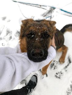 a dog is standing in the snow with his owner's leg wrapped around him