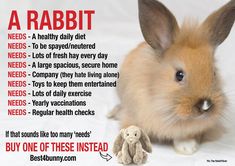 a rabbit is sitting next to a stuffed bunny with the caption'a rabbit needs a healthy daily diet '