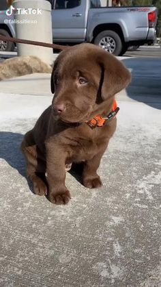 a brown puppy sitting on top of a cement slab next to a parking lot with a truck in the background