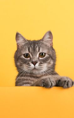 a gray cat sitting on top of a yellow table