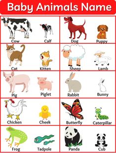 the baby animals name chart is shown in red and white, with an animal on it's chest