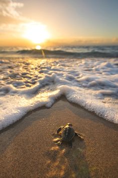 a small turtle crawling out of the ocean water at sunset with waves coming up on it