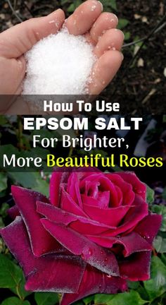 how to use epsom salt for brighter, more beautiful roses