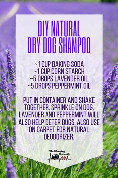 lavender flowers with the words diy natural dry dog shampoo