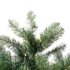 the top of a pine tree with cones on it's branches, against a white background