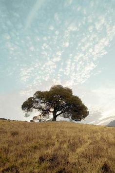 a lone tree on a grassy hill under a blue sky with wispy clouds