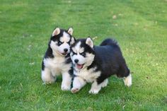 two black and white husky puppies playing in the grass with one looking at the camera