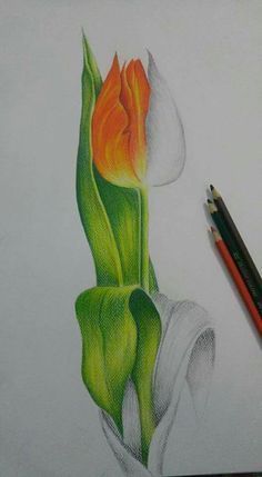 a pencil drawing of a tulip with leaves and flowers on it's side