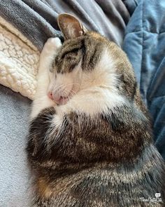 a cat sleeping on top of a blue blanket