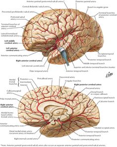 an image of the human brain and blood vessels, with labels on each side of it