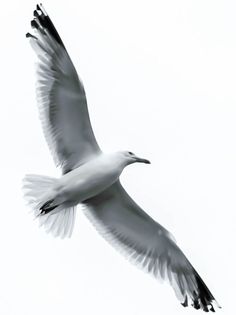 a black and white photo of a seagull flying in the sky with its wings spread