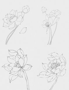 four different types of flowers are shown in this drawing lesson for beginners to learn how to draw them