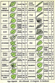 a diagram showing the different types of plants and their names, including leaves, flowers, and seeds