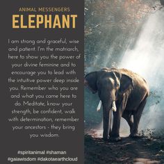 an elephant standing in the middle of a forest with light coming from behind it and text that reads, animal messengers elephant i am strong and graceful