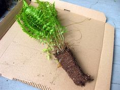 the plant is growing out of the cardboard box