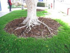 a tree with its roots in the ground