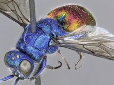 a colorful insect sitting on top of a metal pole