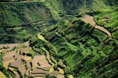 an aerial view of rice terraces in the mountainside area, with fields dotted by green grass