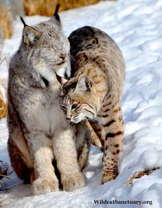 two cats playing in the snow with each other