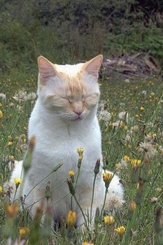 an orange and white cat sitting in the middle of a field full of wildflowers