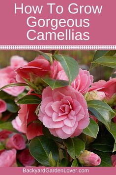 pink flowers with green leaves on them in a garden setting, close up view to the center