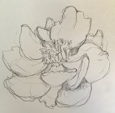 a pencil drawing of a flower on paper