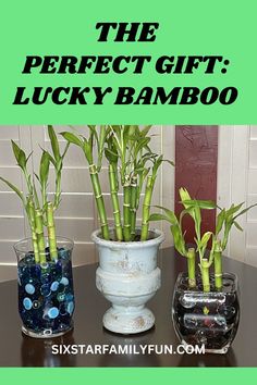 how to make lucky bamboo gifts Free Family Activities, Lucky Bamboo Plants, Bamboo Gifts, Winter Activities For Kids, To My Friends, Lucky Bamboo, Outdoor Activities For Kids, Indoor Activities For Kids