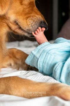 a brown dog laying on top of a bed next to a baby