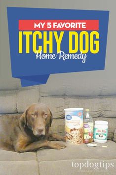 a brown dog laying on top of a couch next to cans of food and an empty can