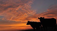 two cows are silhouetted against an orange and blue sky at sunset in the country