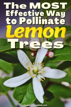 the most effective way to pollinate lemon trees