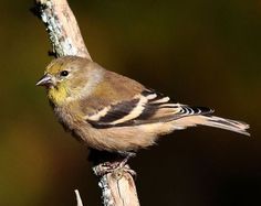 a small bird perched on top of a tree branch