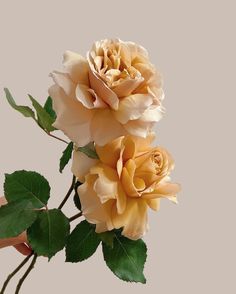 two yellow roses with green leaves on a white background, one being held up by a hand