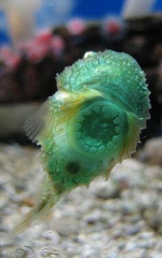 a close up of a green fish in an aquarium with rocks and corals behind it