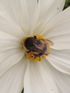 a bee is sitting on the center of a white flower with yellow stamens