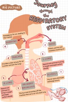 the anatomy of the human body and its major functions infographical diagram for kids