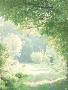 the sun shines brightly through the trees and grass on a path in the woods