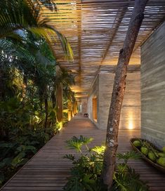 a wooden walkway between two buildings surrounded by greenery and palm trees, with lights on the ceiling