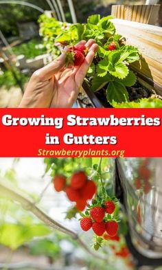 strawberries growing in gutters with text overlay reading growing strawberries in gutters